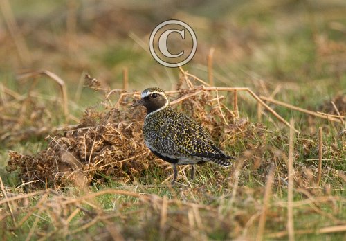Golden Plover DM0993